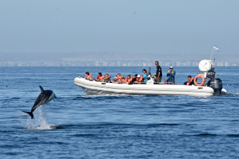 Madryn, Argentina.- En las fotos tomadas el 6 de febrero del 2023, muestra Delfines Oscuros en Puerto Madryn, durante avistajes que salen a diario desde la ciudad de Madryn en medio de la temporada de verano. En los paseos Náuticos, se buscan delfines Oscuros, con una población de unos 800 ejemplares que residen en estas aguas, en esta época es fácil encontrarlos en grandes grupos de hasta 200 individuos alimentandose de cardumenes de anchoitas.