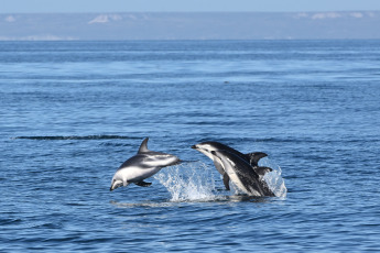 Madryn, Argentina.- En las fotos tomadas el 6 de febrero del 2023, muestra Delfines Oscuros en Puerto Madryn, durante avistajes que salen a diario desde la ciudad de Madryn en medio de la temporada de verano. En los paseos Náuticos, se buscan delfines Oscuros, con una población de unos 800 ejemplares que residen en estas aguas, en esta época es fácil encontrarlos en grandes grupos de hasta 200 individuos alimentandose de cardumenes de anchoitas.