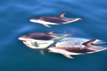 Madryn, Argentina.- En las fotos tomadas el 6 de febrero del 2023, muestra Delfines Oscuros en Puerto Madryn, durante avistajes que salen a diario desde la ciudad de Madryn en medio de la temporada de verano. En los paseos Náuticos, se buscan delfines Oscuros, con una población de unos 800 ejemplares que residen en estas aguas, en esta época es fácil encontrarlos en grandes grupos de hasta 200 individuos alimentandose de cardumenes de anchoitas.