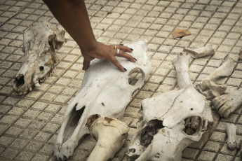 Buenos Aires, Argentina.- En las fotos tomadas el 29 de marzo del 2023, trabajadores campesinos y productores agropecuarios realizaron una protesta en Plaza de Mayo en reclamo de "medidas concretas" para hacer frente a los efectos producidos por la sequía que afecta a gran parte del país. Las altas temperaturas y la ausencia de precipitaciones están haciendo que los cultivos de trigo, cebada, soja, maíz y girasol de Argentina se vean amenazados en su producción, lo que se traduciría en un impacto negativo del 1,8 