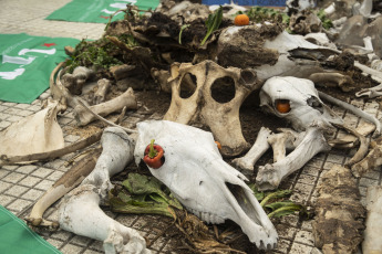 Buenos Aires, Argentina.- En las fotos tomadas el 29 de marzo del 2023, trabajadores campesinos y productores agropecuarios realizaron una protesta en Plaza de Mayo en reclamo de "medidas concretas" para hacer frente a los efectos producidos por la sequía que afecta a gran parte del país. Las altas temperaturas y la ausencia de precipitaciones están haciendo que los cultivos de trigo, cebada, soja, maíz y girasol de Argentina se vean amenazados en su producción, lo que se traduciría en un impacto negativo del 1,8 