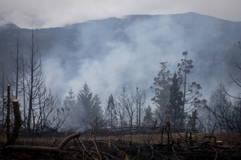 Rio Negro, Argentina.- En las fotos tomadas el 7 de marzo del 2023, muestra el incendio forestal que consumió unas cien hectáreas de vegetación nativa y matorral en El Bolsón, en la provincia de Río Negro. El avance del fuego fue controlado por los brigadistas, mientras que se encuentra detenido un hombre de 30 años por su presunta vinculación con el siniestro.