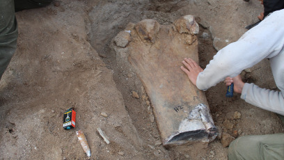 Rio Negro, Argentina.- En las fotos tomadas el 18 de mayo del 2023, paleontólogos del CONICET encontraron en Río Negro restos fósiles de 90 millones de años de antigüedad de un nuevo dinosaurio herbívoro gigante de cuello largo, lo que constituye un hallazgo sin precedentes por ser la especie más grande descubierta en esa provincia.