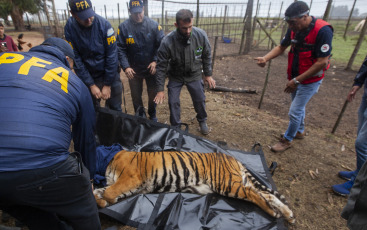 Buenos Aires, Argentina.- En un impresionante operativo llevado a cabo este jueves, la Policía Federal Argentina (PFA) rescató a dos tigres de Bengala que se encontraban en cautiverio en un predio rural de Balcarce. Se trata de la segunda etapa de una investigación, que estuvo a cargo del juez federal Santiago Inchausti, titular del Juzgado Federal en lo Criminal y Correccional N° 1 de Mar Del Plata, y ya permitió rescatar a más de 300 ejemplares vivos de fauna silvestre y frustrar meses atrás la llegada de un oso gris.