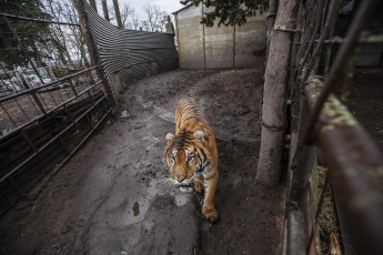 Buenos Aires, Argentina.- En un impresionante operativo llevado a cabo este jueves, la Policía Federal Argentina (PFA) rescató a dos tigres de Bengala que se encontraban en cautiverio en un predio rural de Balcarce. Se trata de la segunda etapa de una investigación, que estuvo a cargo del juez federal Santiago Inchausti, titular del Juzgado Federal en lo Criminal y Correccional N° 1 de Mar Del Plata, y ya permitió rescatar a más de 300 ejemplares vivos de fauna silvestre y frustrar meses atrás la llegada de un oso gris.