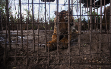 Buenos Aires, Argentina.- En un impresionante operativo llevado a cabo este jueves, la Policía Federal Argentina (PFA) rescató a dos tigres de Bengala que se encontraban en cautiverio en un predio rural de Balcarce. Se trata de la segunda etapa de una investigación, que estuvo a cargo del juez federal Santiago Inchausti, titular del Juzgado Federal en lo Criminal y Correccional N° 1 de Mar Del Plata, y ya permitió rescatar a más de 300 ejemplares vivos de fauna silvestre y frustrar meses atrás la llegada de un oso gris.