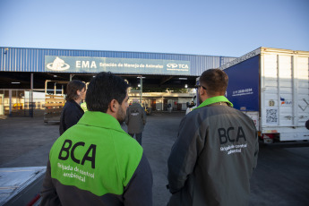 Buenos Aires, Argentina.- En un impresionante operativo llevado a cabo este jueves, la Policía Federal Argentina (PFA) rescató a dos tigres de Bengala que se encontraban en cautiverio en un predio rural de Balcarce. Se trata de la segunda etapa de una investigación, que estuvo a cargo del juez federal Santiago Inchausti, titular del Juzgado Federal en lo Criminal y Correccional N° 1 de Mar Del Plata, y ya permitió rescatar a más de 300 ejemplares vivos de fauna silvestre y frustrar meses atrás la llegada de un oso gris.