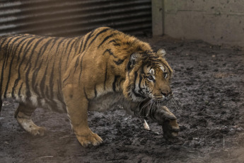 Buenos Aires, Argentina.- En un impresionante operativo llevado a cabo este jueves, la Policía Federal Argentina (PFA) rescató a dos tigres de Bengala que se encontraban en cautiverio en un predio rural de Balcarce. Se trata de la segunda etapa de una investigación, que estuvo a cargo del juez federal Santiago Inchausti, titular del Juzgado Federal en lo Criminal y Correccional N° 1 de Mar Del Plata, y ya permitió rescatar a más de 300 ejemplares vivos de fauna silvestre y frustrar meses atrás la llegada de un oso gris.