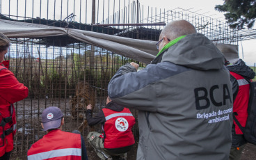 Buenos Aires, Argentina.- En un impresionante operativo llevado a cabo este jueves, la Policía Federal Argentina (PFA) rescató a dos tigres de Bengala que se encontraban en cautiverio en un predio rural de Balcarce. Se trata de la segunda etapa de una investigación, que estuvo a cargo del juez federal Santiago Inchausti, titular del Juzgado Federal en lo Criminal y Correccional N° 1 de Mar Del Plata, y ya permitió rescatar a más de 300 ejemplares vivos de fauna silvestre y frustrar meses atrás la llegada de un oso gris.