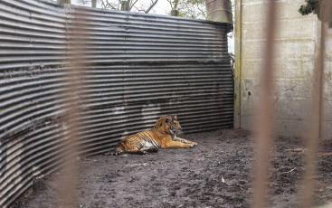 Buenos Aires, Argentina.- En un impresionante operativo llevado a cabo este jueves, la Policía Federal Argentina (PFA) rescató a dos tigres de Bengala que se encontraban en cautiverio en un predio rural de Balcarce. Se trata de la segunda etapa de una investigación, que estuvo a cargo del juez federal Santiago Inchausti, titular del Juzgado Federal en lo Criminal y Correccional N° 1 de Mar Del Plata, y ya permitió rescatar a más de 300 ejemplares vivos de fauna silvestre y frustrar meses atrás la llegada de un oso gris.