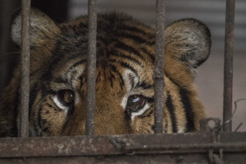 Buenos Aires, Argentina.- En un impresionante operativo llevado a cabo este jueves, la Policía Federal Argentina (PFA) rescató a dos tigres de Bengala que se encontraban en cautiverio en un predio rural de Balcarce. Se trata de la segunda etapa de una investigación, que estuvo a cargo del juez federal Santiago Inchausti, titular del Juzgado Federal en lo Criminal y Correccional N° 1 de Mar Del Plata, y ya permitió rescatar a más de 300 ejemplares vivos de fauna silvestre y frustrar meses atrás la llegada de un oso gris.