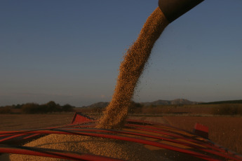 Santa Fe, Argentina.- En las fotos tomadas el 5 de junio del 2023, muestra un campo de soja en una finca del norte del país, tras la peor sequía que enfrentó Argentina en 60 años. A medida que pasan las semanas, los efectos de la histórica sequía que sufrió Argentina siguen profundizándose en cada una de los eslabones que componen la cadena agroindustrial argentina, en especial en lo que respecta al sector exportador. El Gobierno, a través de la Secretaría de Agricultura, proyectó que este año el saldo exportable se reducirá 42,8% hasta casi 55,6 millones de toneladas.