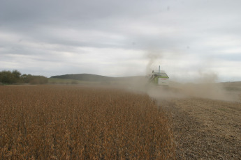 Santa Fe, Argentina.- En las fotos tomadas el 5 de junio del 2023, muestra un campo de soja en una finca del norte del país, tras la peor sequía que enfrentó Argentina en 60 años. A medida que pasan las semanas, los efectos de la histórica sequía que sufrió Argentina siguen profundizándose en cada una de los eslabones que componen la cadena agroindustrial argentina, en especial en lo que respecta al sector exportador. El Gobierno, a través de la Secretaría de Agricultura, proyectó que este año el saldo exportable se reducirá 42,8% hasta casi 55,6 millones de toneladas.