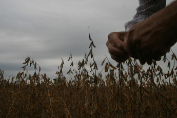 Santa Fe, Argentina.- En las fotos tomadas el 5 de junio del 2023, muestra un campo de soja en una finca del norte del país, tras la peor sequía que enfrentó Argentina en 60 años. A medida que pasan las semanas, los efectos de la histórica sequía que sufrió Argentina siguen profundizándose en cada una de los eslabones que componen la cadena agroindustrial argentina, en especial en lo que respecta al sector exportador. El Gobierno, a través de la Secretaría de Agricultura, proyectó que este año el saldo exportable se reducirá 42,8% hasta casi 55,6 millones de toneladas.