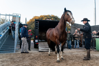 Buenos Aires, Argentina.- En las fotos tomadas el 18 de julio del 2023, los primeros animales que participarán de la 135° Exposición de Ganadería, Agricultura e Industria Internacional "Expo Rural" ingresaron al predio del barrio porteño de Palermo. La Exposición, abrirá sus puertas el jueves 20 de este mes y contará con más de 2.000 animales en muestra. El tradicional evento organizado por la Sociedad Rural Argentina (SRA) estará abierto al público hasta el 30 de ese mes, bajo el lema “Vivamos lo nuestro”.