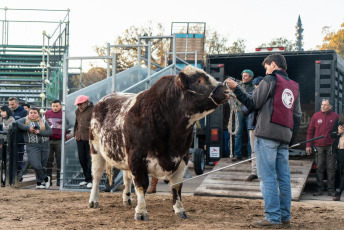 Buenos Aires, Argentina.- En las fotos tomadas el 18 de julio del 2023, los primeros animales que participarán de la 135° Exposición de Ganadería, Agricultura e Industria Internacional "Expo Rural" ingresaron al predio del barrio porteño de Palermo. La Exposición, abrirá sus puertas el jueves 20 de este mes y contará con más de 2.000 animales en muestra. El tradicional evento organizado por la Sociedad Rural Argentina (SRA) estará abierto al público hasta el 30 de ese mes, bajo el lema “Vivamos lo nuestro”.