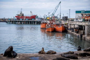 Mar del Plata, Argentina.- En las fotos tomadas el 31 de agosto del 2023, muestra a lobos marinos en las costas de la ciudad costera de Mar del Plata. La gripe aviar sacudió a la colonia de lobos marinos del puerto de Mar del Plata y el vecino de Quequén uno de sus más concurridos puntos de encuentro. A la fecha, entre ambos destinos y en menos de una semana, se sumaron unos 100 fallecidos.