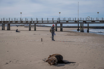 Mar del Plata, Argentina.- En las fotos tomadas el 29 de agosto del 2023, muestra a lobos marinos muertos por gripe aviar en las playas de Mar del Plata, Argentina. En el marco del brote de gripe aviar que afecta a lobos marinos en Argentina, el Servicio Nacional de Sanidad y Calidad Agroalimentaria (Senasa) anunció la confirmación de tres nuevos casos positivos. La cifra de infecciones en mamíferos marinos aumenta día a día y las autoridades aconsejan evitar el acceso a las playas o áreas afectadas.