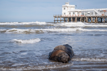 Mar del Plata, Argentina.- En las fotos tomadas el 29 de agosto del 2023, muestra a lobos marinos muertos por gripe aviar en las playas de Mar del Plata, Argentina. En el marco del brote de gripe aviar que afecta a lobos marinos en Argentina, el Servicio Nacional de Sanidad y Calidad Agroalimentaria (Senasa) anunció la confirmación de tres nuevos casos positivos. La cifra de infecciones en mamíferos marinos aumenta día a día y las autoridades aconsejan evitar el acceso a las playas o áreas afectadas.