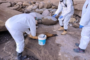 Rio Negro, Argentina.- En las fotos tomadas el 30 de agosto del 2023, autoridades sanitarias realizan la inspección de un lobo marino hallado muerto en las costas de Rio Negro, Argentina. Una epidemia de gripe aviar en la extensa costa atlántica argentina se ha cobrado la vida de un centenar de lobos marinos. "Se llevan contabilizados más de 50 ejemplares muertos a lo largo de la costa y otros tantos con sintomatología compatible con influenza aviar", dijo la secretaría de Ambiente de la provincia de Río Negro (Patagonia, sur), en un comunicado.