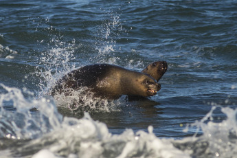 Viedma, Argentina.- En las fotos tomadas el 25 de agosto del 2023, muestra a lobos marinos en Viedma, en Río Negro. Más de una decena de ejemplares de lobos marinos fueron hallados muertos o con sintomatología de influenza aviar entre el Balneario el Cóndor y el área natural protegida Punta Bermeja de Viedma, en Río Negro, según constataron integrantes de la Secretaría de Ambiente y Cambio Climático de Río Negro y de la Municipalidad local.