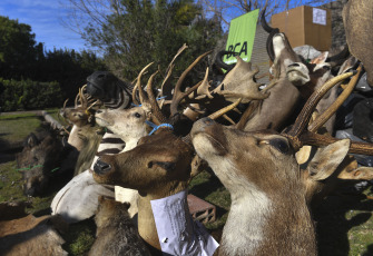 Buenos Aires, Argentina.- En las fotos tomadas el 30 de agosto del 2023, durante un operativo, autoridades destruyen miles de trofeos de caza producto del tráfico de fauna silvestre. El operativo, que tuvo lugar en el municipio bonaerense de San Fernando, estuvo encabezado por el ministro de Ambiente y Desarrollo Sostenible, Juan Cabandié, quien anunció además que impulsará un proyecto de ley para prohibir la importación, exportación y tránsito por el país de trofeos de caza.