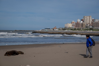 Mar del Plata, Argentina.- En las fotos tomadas el 29 de agosto del 2023, muestra a lobos marinos muertos por gripe aviar en las playas de Mar del Plata, Argentina. En el marco del brote de gripe aviar que afecta a lobos marinos en Argentina, el Servicio Nacional de Sanidad y Calidad Agroalimentaria (Senasa) anunció la confirmación de tres nuevos casos positivos. La cifra de infecciones en mamíferos marinos aumenta día a día y las autoridades aconsejan evitar el acceso a las playas o áreas afectadas.