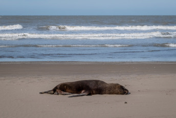 Mar del Plata, Argentina.- En las fotos tomadas el 29 de agosto del 2023, muestra a lobos marinos muertos por gripe aviar en las playas de Mar del Plata, Argentina. En el marco del brote de gripe aviar que afecta a lobos marinos en Argentina, el Servicio Nacional de Sanidad y Calidad Agroalimentaria (Senasa) anunció la confirmación de tres nuevos casos positivos. La cifra de infecciones en mamíferos marinos aumenta día a día y las autoridades aconsejan evitar el acceso a las playas o áreas afectadas.