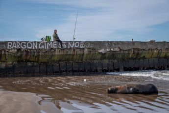 Mar del Plata, Argentina.- En las fotos tomadas el 29 de agosto del 2023, muestra a lobos marinos muertos por gripe aviar en las playas de Mar del Plata, Argentina. En el marco del brote de gripe aviar que afecta a lobos marinos en Argentina, el Servicio Nacional de Sanidad y Calidad Agroalimentaria (Senasa) anunció la confirmación de tres nuevos casos positivos. La cifra de infecciones en mamíferos marinos aumenta día a día y las autoridades aconsejan evitar el acceso a las playas o áreas afectadas.