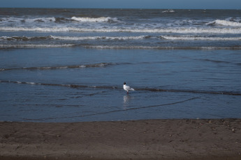 Mar del Plata, Argentina.- En las fotos tomadas el 29 de agosto del 2023, muestra a lobos marinos muertos por gripe aviar en las playas de Mar del Plata, Argentina. En el marco del brote de gripe aviar que afecta a lobos marinos en Argentina, el Servicio Nacional de Sanidad y Calidad Agroalimentaria (Senasa) anunció la confirmación de tres nuevos casos positivos. La cifra de infecciones en mamíferos marinos aumenta día a día y las autoridades aconsejan evitar el acceso a las playas o áreas afectadas.