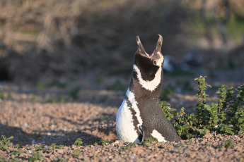 Chubut, Argentina.- En las fotos tomadas el 18 de septiembre del 2023, muestra a los primeros pingüinos de Magallanes de la temporada, que comenzaron a llegar a la costa chubutense para tomar posesión de los nidos en la zona de Punta Tombo y Punta Clara, 80 km al sur de Rawson, la capital provincial, donde se produce la mayor concentración de la especie.