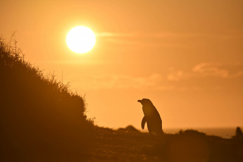 Chubut, Argentina.- En las fotos tomadas el 18 de septiembre del 2023, muestra a los primeros pingüinos de Magallanes de la temporada, que comenzaron a llegar a la costa chubutense para tomar posesión de los nidos en la zona de Punta Tombo y Punta Clara, 80 km al sur de Rawson, la capital provincial, donde se produce la mayor concentración de la especie.