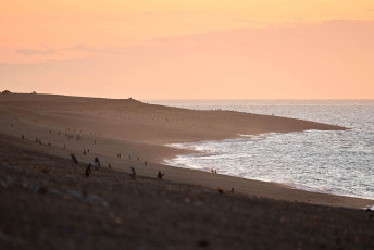 Chubut, Argentina.- En las fotos tomadas el 18 de septiembre del 2023, muestra a los primeros pingüinos de Magallanes de la temporada, que comenzaron a llegar a la costa chubutense para tomar posesión de los nidos en la zona de Punta Tombo y Punta Clara, 80 km al sur de Rawson, la capital provincial, donde se produce la mayor concentración de la especie.