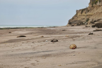 Río Negro, Argentina.- En las fotos tomadas el 28 de septiembre del 2023, muestra a lobos marinos muertos en una costa de Rio Negro. La gripe aviar es una epidemia que ha azotado varios puntos del país, desde Mar del Plata hasta Rio Negro, lugar en el que desde agosto se contabilizaron un total de 935 animales muertos. Aún se desconoce como este virus perjudicó a esta especie y se investigan posibles hipótesis y una nueva cepa.