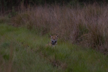 Corrientes, Argentina.- En las fotos tomadas el 4 de octubre del 2023, autoridades liberaron a un segundo ejemplar de yaguareté silvestre en los Esteros del Iberá, provincia de Corrientes, informó la Fundación Rewilding Argentina. Esta acción, marcó el segundo retorno de un yaguareté de origen silvestre a su hábitat en la provincia como parte de un proyecto de reintroducción.