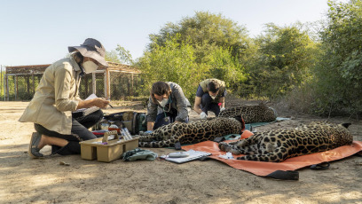 Corrientes, Argentina.- En las fotos tomadas el 4 de octubre del 2023, autoridades liberaron a un segundo ejemplar de yaguareté silvestre en los Esteros del Iberá, provincia de Corrientes, informó la Fundación Rewilding Argentina. Esta acción, marcó el segundo retorno de un yaguareté de origen silvestre a su hábitat en la provincia como parte de un proyecto de reintroducción.