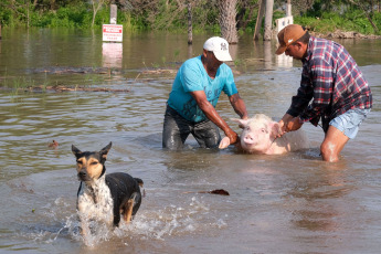 Corrientes, Argentina.- En las fotos tomadas el 8 de noviembre del 2023, Corrientes registra más de mil evacuados y gran cantidad de familias autoevacuadas en localidades ribereñas por la creciente de los ríos Paraná y Uruguay, informó la Dirección de Defensa de Defensa Civil de la provincia, aunque adelantaron que se espera el comienzo de la bajante, que comenzaría en 48 o 72 horas. El jefe de Operaciones de Defensa Civil, Orlando Bertoni, confirmó que los afectados superarían las 1200 personas entre evacuados y autoevacuados.