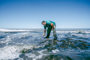 Mar del Plata, Argentina.- En las fotos tomadas el 13 de diciembre del 2023, el paleontólogo Matías Taglioretti, de Ciencias Naturales, investiga en el lugar donde un joven y su padre encontraron restos fósiles pertenecientes a un Toxodon por las barrancas del norte de la ciudad de Mar del Plata. El Toxodon, es un animal nativo sudamericano similar en aspecto a los hipopótamos y que podía medir unos 3.5 metros de largo y 1.60 de alto, informó el museo de Ciencias Naturales de esta ciudad bonaerense.