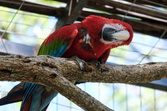 Corrientes, Argentina.- En las fotos tomadas el 20 de enero del 2024, la abundante riqueza natural de los correntinos Esteros del Iberá, destino que se posiciona como la novedosa "meca" del avistamiento de aves, es uno de los cuatro circuitos más visitados en Argentina por entusiastas de una práctica que no solo conecta a la persona con la naturaleza, sino que incide en la concientización ambiental, las economías locales y el mercado turístico.