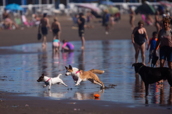 Mar del Plata.- En la foto tomada el 9 de enero de 2024, las playas de Mar del Plata. En el verano que celebrará su cumpleaños 150, la juventud se apropió de la ciudad con fiestas hasta el amanecer, jóvenes que llegan no solo de Capital Federal o del interior, también de países vecinos, y que consolidan un número sorprendente: el 44