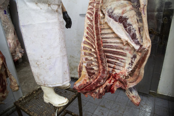 Buenos Aires.- En la foto tomada el 9 de enero de 2024, medias res en una carnicería de Buenos Aires. La Secretaría de Agricultura, Ganadería y Pesca fijó cupos de carne a países de Corporación Andina y Mercosur. Lo hizo mediante la Resolución 8/2024. El 18 de octubre de 2004 se firmó un Acuerdo de Complementación Económica entre la Argentina, Brasil, Paraguay y Uruguay, estados que componen el Mercosur. En tanto la Comunidad Andina está conformada por Colombia, Ecuador y Venezuela. El acuerdo establece una Zona de Libre Comercio a través de un programa de liberalización comercial aplicable a productos originarios de los Estados Partes signatarios, entre ellos las carnes vacunas enfriadas y congeladas, los chocolates y golosinas, y los productos lácteos. En este sentido, la resolución dispone que se distribuya 906,989 toneladas. Al mismo tiempo se establece que el remanente de 3,787 toneladas pasan a conformar el Fondo de Libre Disponibilidad. La cantidad a exportar expresada por el Artículo 1º de la presente resolución deberá ingresar a Colombia hasta el 31 de diciembre de 2024.