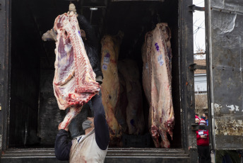 Buenos Aires.- En la foto tomada el 9 de enero de 2024, medias res en una carnicería de Buenos Aires. La Secretaría de Agricultura, Ganadería y Pesca fijó cupos de carne a países de Corporación Andina y Mercosur. Lo hizo mediante la Resolución 8/2024. El 18 de octubre de 2004 se firmó un Acuerdo de Complementación Económica entre la Argentina, Brasil, Paraguay y Uruguay, estados que componen el Mercosur. En tanto la Comunidad Andina está conformada por Colombia, Ecuador y Venezuela. El acuerdo establece una Zona de Libre Comercio a través de un programa de liberalización comercial aplicable a productos originarios de los Estados Partes signatarios, entre ellos las carnes vacunas enfriadas y congeladas, los chocolates y golosinas, y los productos lácteos. En este sentido, la resolución dispone que se distribuya 906,989 toneladas. Al mismo tiempo se establece que el remanente de 3,787 toneladas pasan a conformar el Fondo de Libre Disponibilidad. La cantidad a exportar expresada por el Artículo 1º de la presente resolución deberá ingresar a Colombia hasta el 31 de diciembre de 2024.