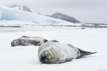 Antártida- En la foto tomada el 6 de enero de 2024, el rompehielos ARA Almirante Irízar llegó el sábado a la primera base antártica argentina Orcadas, en el marco de la Campaña Antártica de Verano (CAV), donde desembarcó víveres y parte de la nueva dotación que reemplazará a la saliente y personal científico, a la vez que replegó parte de la dotación que invernó este año en una operación que duró tres horas. Ubicada en la isla Laurie, entre la bahía Scotia y bahía Uruguay, debajo del paralelo 60° Sur que marca el ingreso al Sector Antártico Argentino y a más de 3.000 kilómetros de la Ciudad de Buenos Aires, desde donde partió el Irízar, la Base Orcadas recibió a diez nuevas personas que invernarán y replegó otras diez.