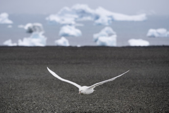 Antártida- En la foto del 13 de enero de 2024, el buque ARA Alte Irízar terminó la primera tanda de desembarco de materiales de construcción, víveres y combustible para el reaprovisionamiento de la base antártica argentina Petrel, donde también se trasladó a la nueva dotación, de 23 personas, y replegó a la dotación saliente, conformada de otras 20, en un despliegue logístico y militar de apoyo a la ciencia que llevó cuatro días operando las 24 horas en el marco de la Campaña Antártica de Verano (CAV).