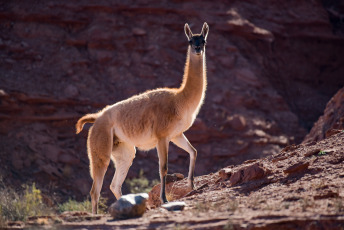 San Luis, Argentina.- En las fotos tomadas el 1 de febrero del 2024, el Parque Nacional Sierras de las Quijadas (PNSQ), en San Luis, comunicó el cierre de acceso al público hasta el sábado debido a la ola de calor que afecta a la provincia. Argentina atraviesa una ola de calor, con alerta por temperaturas muy elevadas en la zona oeste del país y también en el sur de la provincia de Buenos Aires. "Desde el norte de Patagonia hasta el norte de Argentina habrá temperaturas máximas entre los 35 y 42 grados celsius y temperaturas mínimas entre los 22 y 26 grados celsius", informó el Servicio Meteorológico Nacional (SMN).