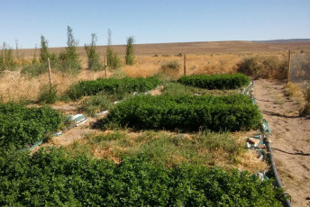 Rio Negro, Argentina.- En las fotos tomadas el 20 de febrero del 2024, el agua proveniente de la planta de tratamiento de efluentes cloacales de la localidad de Ingeniero Jacobacci (Río Negro) es reutilizada para el riego de árboles y cultivos, a través de una iniciativa de diferentes organismos y organizaciones locales y provinciales que permite el aprovechamiento de este bien común en el contexto de emergencia hídrica que atraviesa la región.