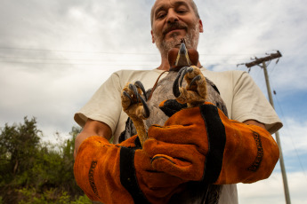 La Rioja, Argentina.- En las fotos tomadas el 21 de febrero del 2024, el Municipio de La Rioja liberó un águila coronada en conjunto con la Secretaría de Ambiente de la Provincia en el Mirador del Águila en el área Protegida del Cantadero. El ave, había sido incautada en una vivienda y carecía de la documentación legal según el convenio CITES -Convención sobre el Comercio Internacional de Especies Amenazadas de Fauna y Flora Silvestre-, por lo que se procedió a su intervención y posterior traslado al Centro de recuperación de Fauna Silvestre de La Rioja 'La Fombera' para su cuidado.