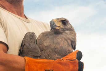 La Rioja, Argentina.- En las fotos tomadas el 21 de febrero del 2024, el Municipio de La Rioja liberó un águila coronada en conjunto con la Secretaría de Ambiente de la Provincia en el Mirador del Águila en el área Protegida del Cantadero. El ave, había sido incautada en una vivienda y carecía de la documentación legal según el convenio CITES -Convención sobre el Comercio Internacional de Especies Amenazadas de Fauna y Flora Silvestre-, por lo que se procedió a su intervención y posterior traslado al Centro de recuperación de Fauna Silvestre de La Rioja 'La Fombera' para su cuidado.