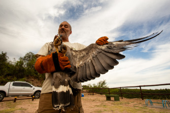 La Rioja, Argentina.- En las fotos tomadas el 21 de febrero del 2024, el Municipio de La Rioja liberó un águila coronada en conjunto con la Secretaría de Ambiente de la Provincia en el Mirador del Águila en el área Protegida del Cantadero. El ave, había sido incautada en una vivienda y carecía de la documentación legal según el convenio CITES -Convención sobre el Comercio Internacional de Especies Amenazadas de Fauna y Flora Silvestre-, por lo que se procedió a su intervención y posterior traslado al Centro de recuperación de Fauna Silvestre de La Rioja 'La Fombera' para su cuidado.