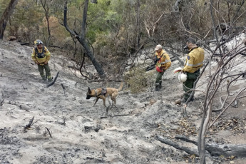 Patagonia, Argentina.- En las fotos tomadas el 5 de febrero del 2024, cuerpos de bomberos continúan combatiendo un incendio forestal que afecta la Patagonia, Argentina. El área arrasada por los incendios forestales que desde hace diez días afectan al parque nacional Los Alerces, en la Patagonia argentina y reconocido como patrimonio de la Unesco desde 2017, creció a 3.147 hectáreas, informaron este domingo fuentes oficiales.